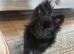 Black Pom/pug