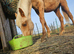 Palomino yearling for sale