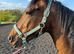 Minimally marked Filly