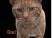 Pure Ginger Mackerel Tiger Coat Pattern Tabbies