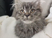 Fluffy boy kitten