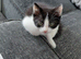Female Kitten ready for home