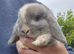 Blue/fawn harlie mini lop doe.