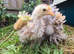 2 Milliefluer Frizzle Booted Pekin Bantams
