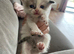 Ragdoll cross Maine coon/exotic Persian