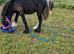 Yearling cob colt