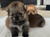 Pomeranian puppy's