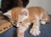Beautiful Mainecoon cross kittens