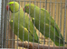 4 years old proven Indian Ringneck pairs