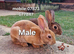 1 male 1 female mini rex