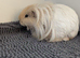 2 female guinea pigs
