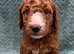 Sunning littler of Australian Double Doodles from Health screened parents