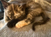 Pretty British short hair X mainecoon kittens