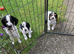 Cocker Spaniel Pups, Working Type, KC Reg
