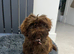 Imperial chocolate puppy