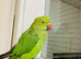 Stunning young Indian Ringnack parrot