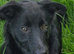 Lurcher x Collie