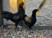 Ayam cemani pair