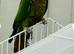 Maroonbellied Conure