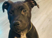 Staffy Staffy puppy