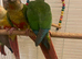 Baby conures