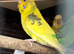 Two young budgies