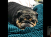 English bulldog