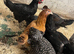 Pol hens