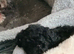 BEAUTIFUL TEDDY BEAR PUPPY FOR SALE