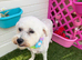 Looking For A Forever Home For Our Beloved Bella
