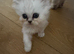 Persian chinchilla pure kittens for sale x3 males