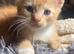 4 Gorgeous Ginger Kittens