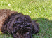 Gorgeous KC REG chocolate toy poodle pups