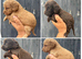 4 beautiful boy cockapoo pups