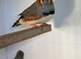 Unusual varieties of zebra finch