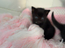 Kittens ready in 1 week