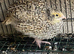 Jumbo quails