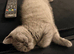 Cheeky British shorthair kitten