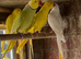 Lovebirds cocktails parrotlets