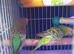 Budgies