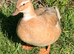 Butterscotch Call Duck Hatching Eggs x 6