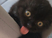 Scottish fold for sale