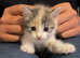 5 Loving Kittens Ready for Forever home:)