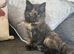 British Shorthair cross Persian fluffy boy kittens