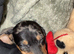 Rolo the miniature dauchund