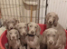 K c reg Weimaraner puppies