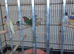 Zebra finch