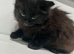 Kittens for sale
