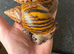 Achatina Achatina 7-8cm