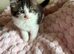 British shorthair x ragdoll